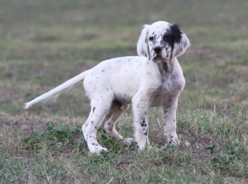 Balmor, Setter anglais, élevage De Roc'Mignon