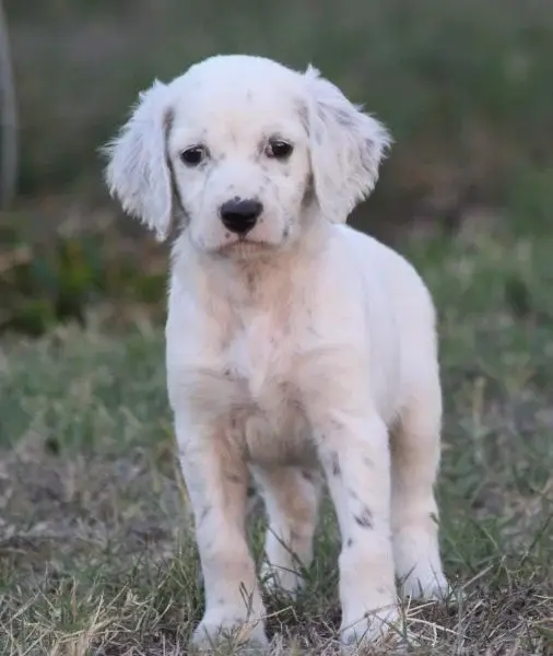 Biguine, Setter anglais, élevage De Roc'Mignon
