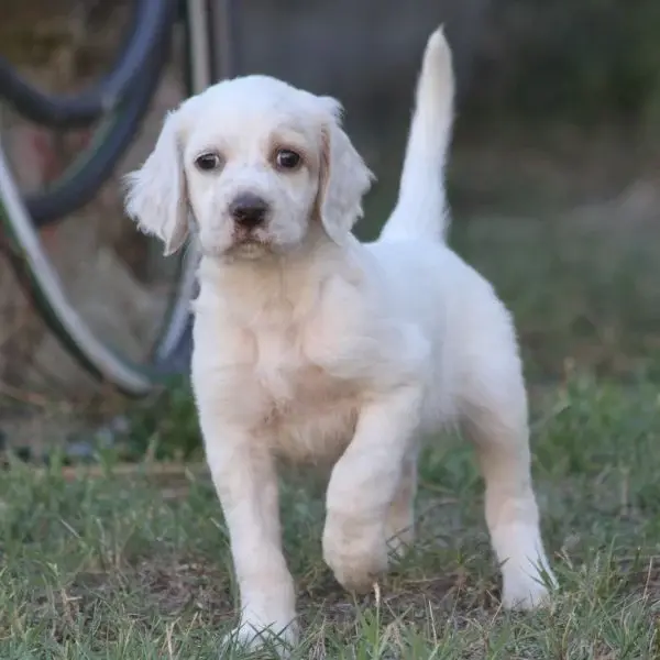 Portée de Setter anglais, élevage De Roc'Mignon