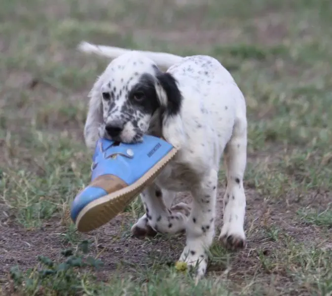 Portée de Setter anglais, élevage De Roc'Mignon