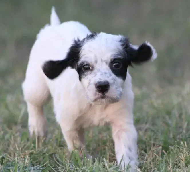 Portée de Setter anglais, élevage De Roc'Mignon