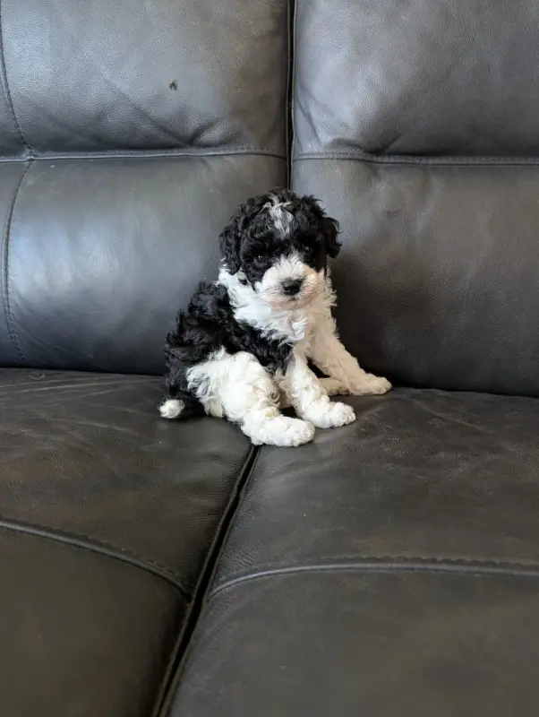 Belize, Caniche, élevage Partipoodle