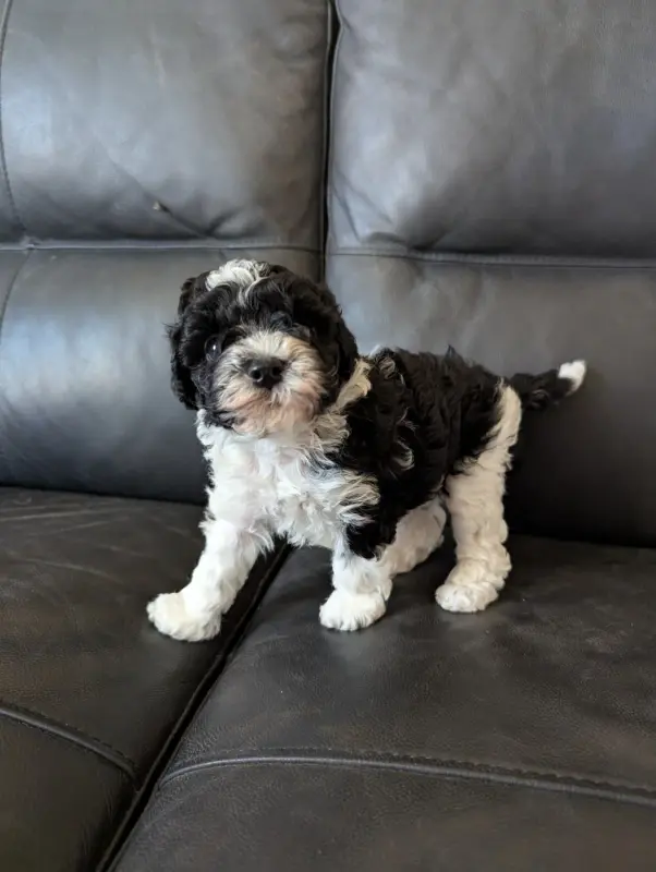 Balérion, Caniche, élevage Partipoodle