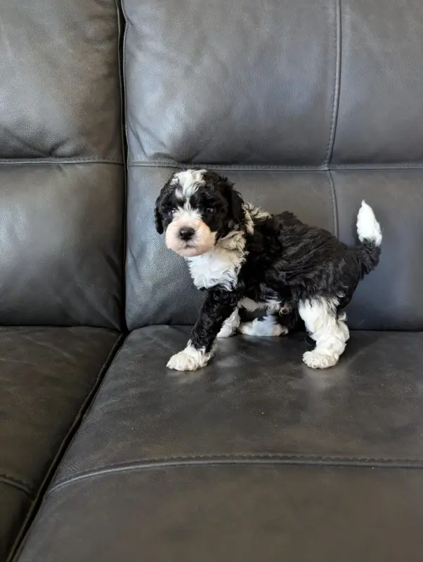 Photo de l'élevage Partipoodle