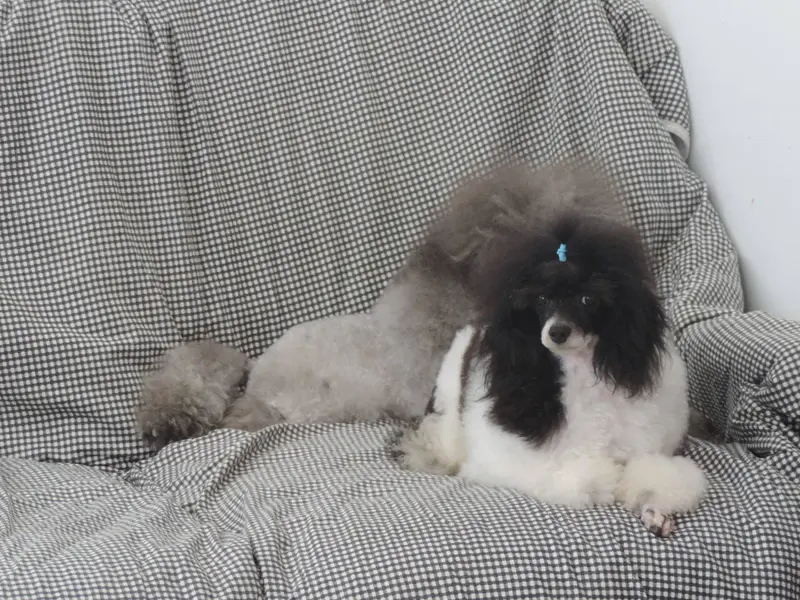 Portée de Caniche, élevage Partipoodle