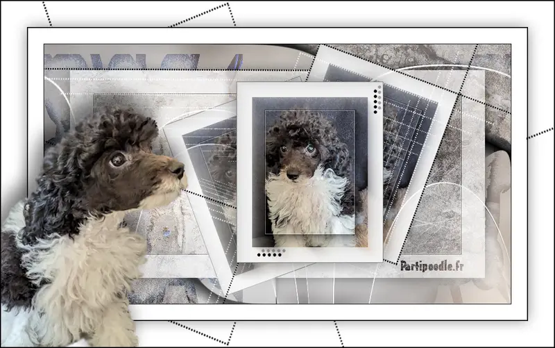 Mère de la portée de Caniche, élevage Partipoodle
