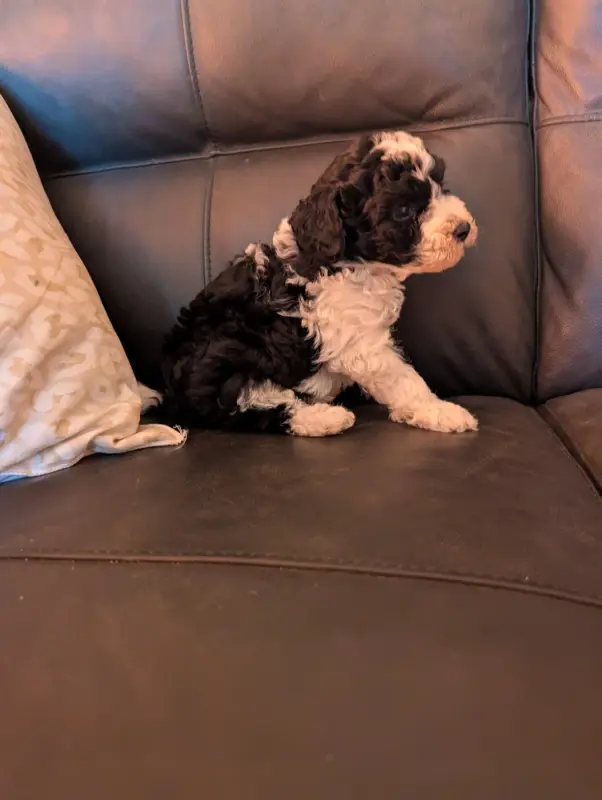 Photo de l'élevage Partipoodle