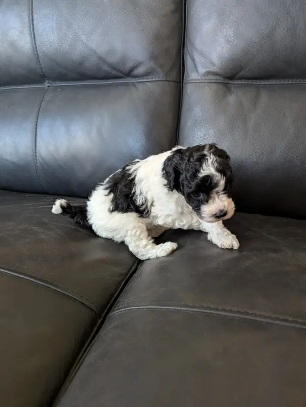 Photo de l'élevage Partipoodle