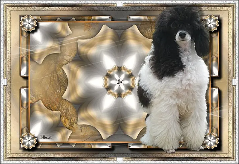 Portée de Caniche, élevage Partipoodle