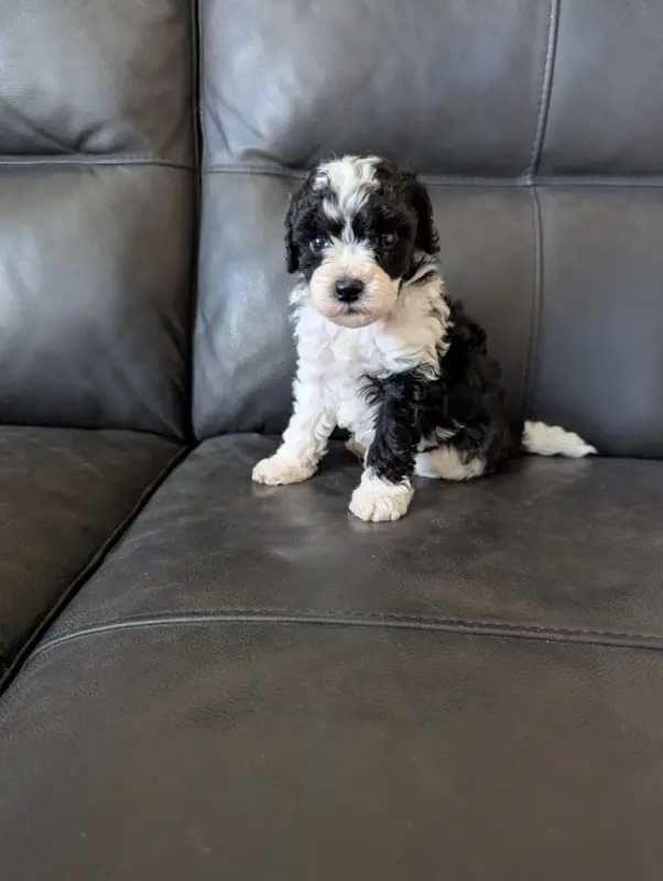 Bélénos, Caniche, élevage Partipoodle