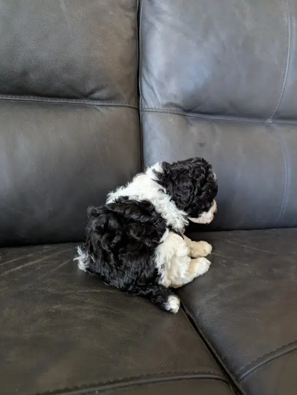 Portée de Caniche, élevage Partipoodle