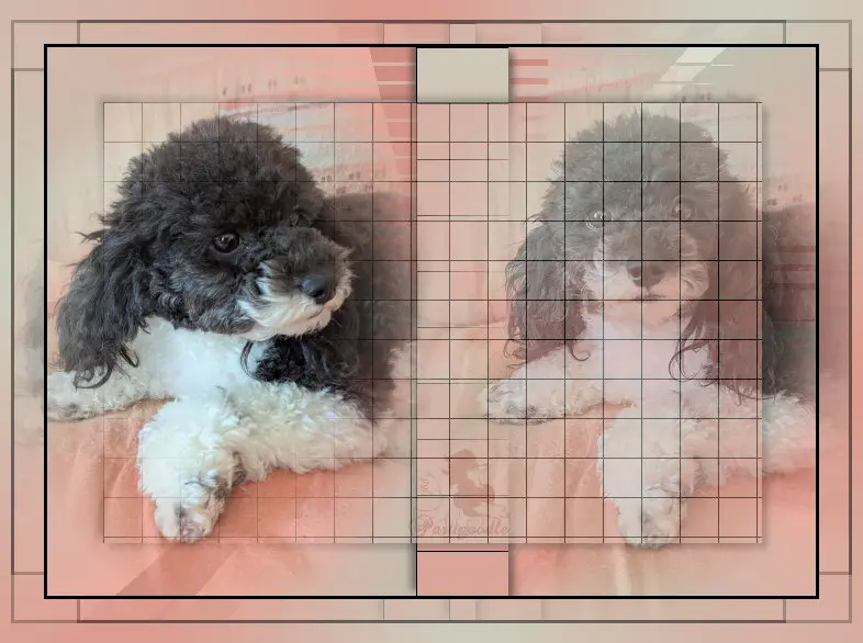 Portée de Caniche, élevage Partipoodle
