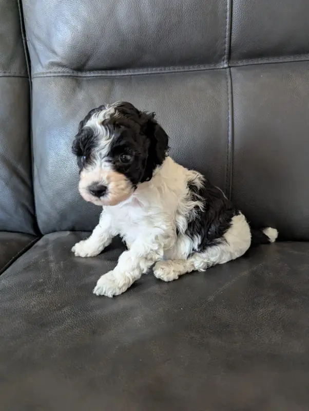 Blitzie, Caniche, élevage Partipoodle