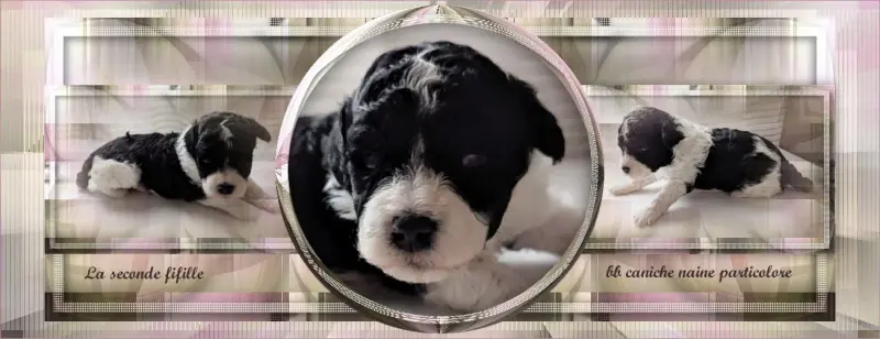 Photo de l'élevage Partipoodle