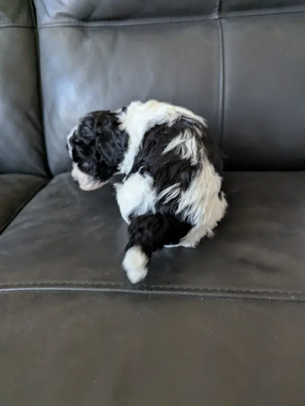 Photo de l'élevage Partipoodle