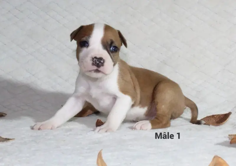 Chiot, American Staffordshire terrier, élevage Du Souffle des Salines