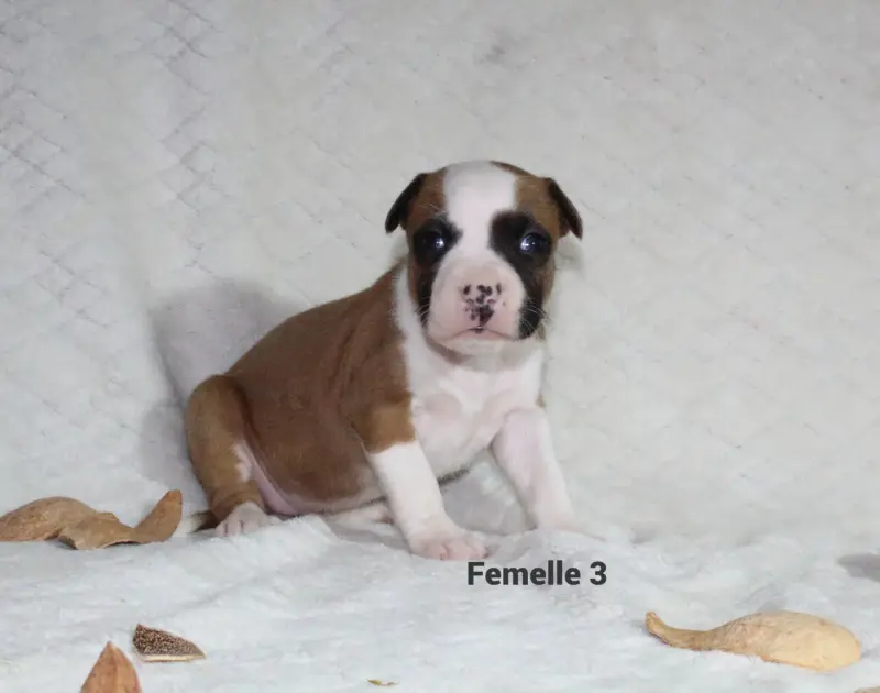 Chiot, American Staffordshire terrier, élevage Du Souffle des Salines