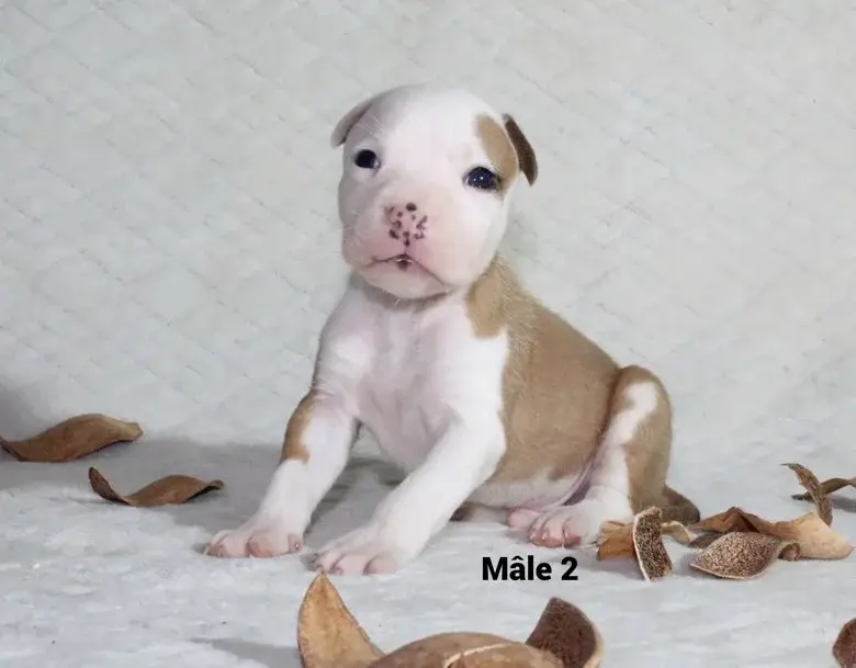Chiot, American Staffordshire terrier, élevage Du Souffle des Salines