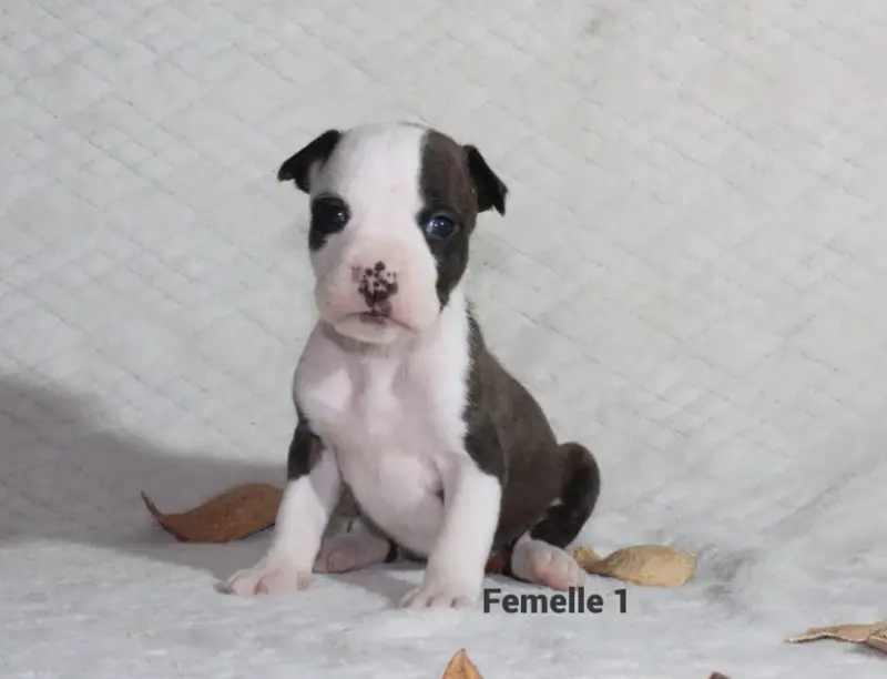 Chiot, American Staffordshire terrier, élevage Du Souffle des Salines