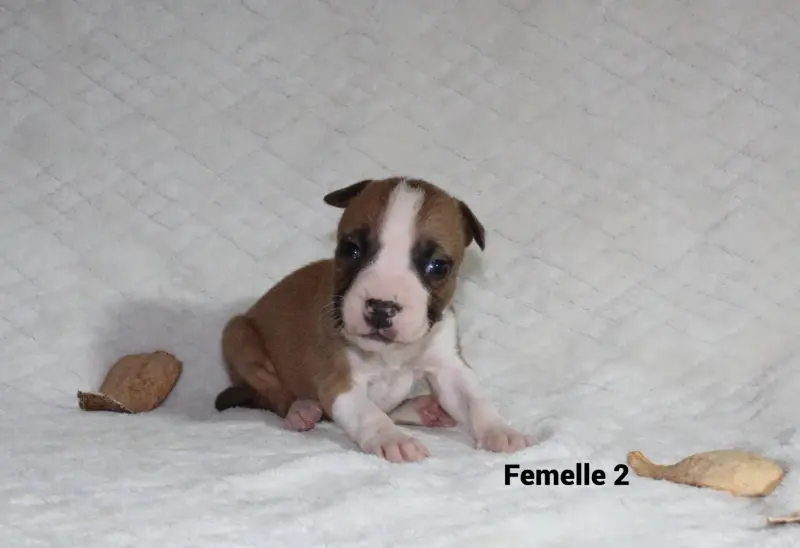 Chiot, American Staffordshire terrier, élevage Du Souffle des Salines