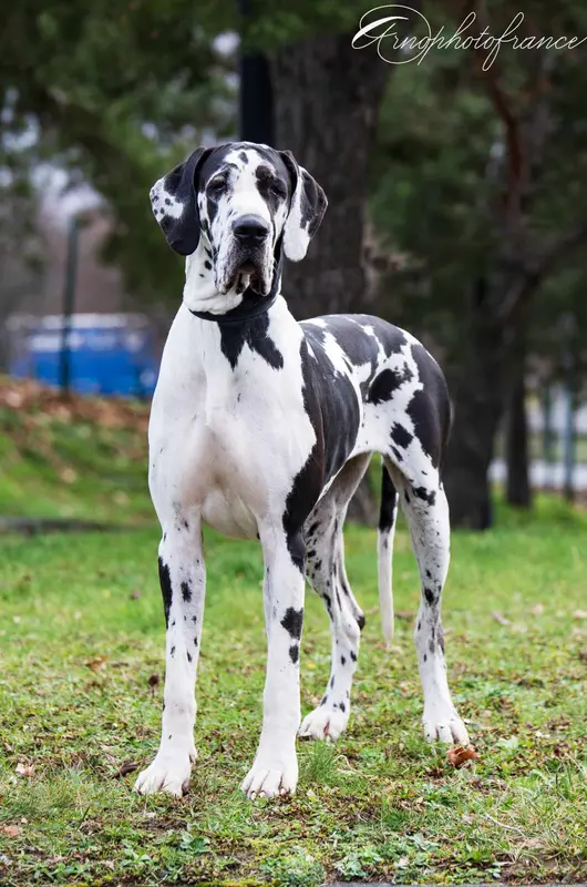 Mère de la portée de Dogue allemand, élevage Des Zamours de Caux