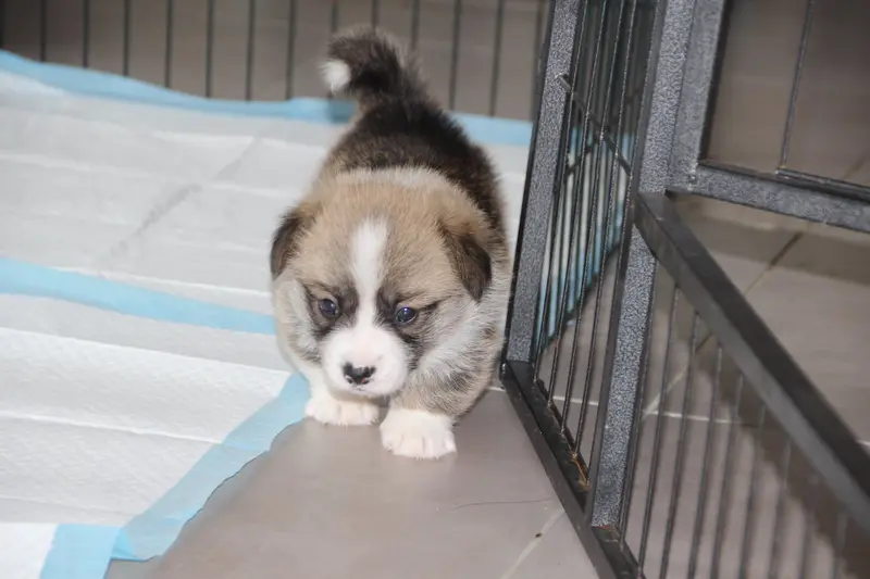 Boulette 2, Welsh corgi Pembroke, élevage Des Etoiles de la Baie
