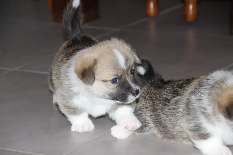 Boulette 1, Welsh corgi Pembroke, élevage Des Etoiles de la Baie