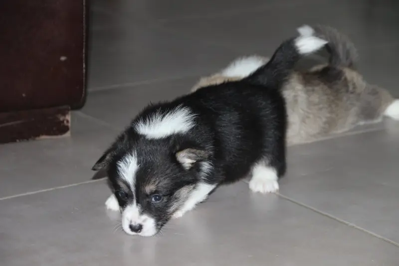 Boulette 4, Welsh corgi Pembroke, élevage Des Etoiles de la Baie