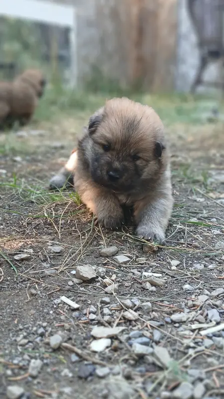 Portée de Eurasier, élevage Du Domaine de Felis Harmonie