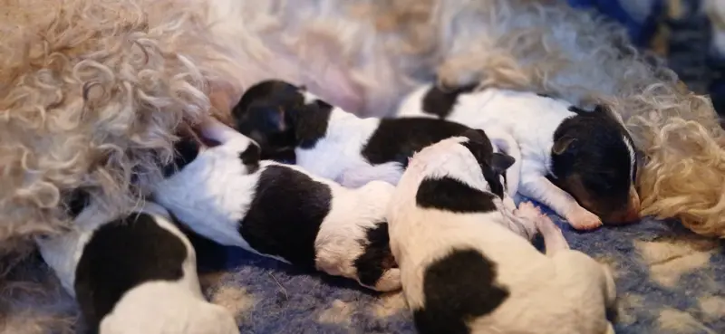Portée de Fox terrier poil dur, élevage Du Domaine de Felis Harmonie