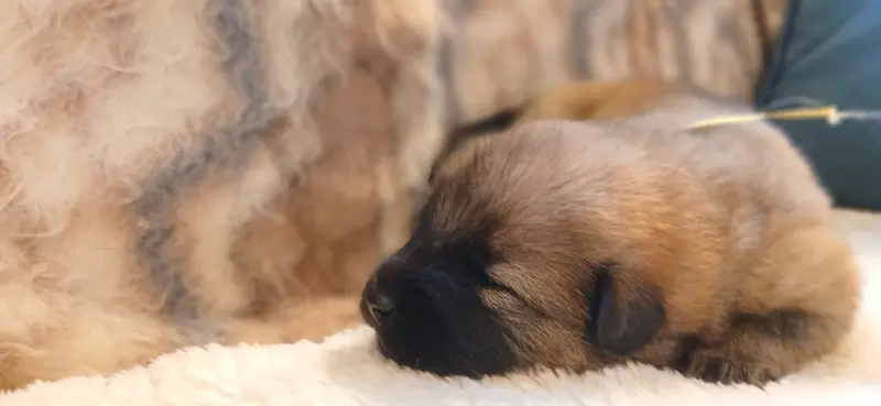 Portée de Eurasier, élevage Du Domaine de Felis Harmonie
