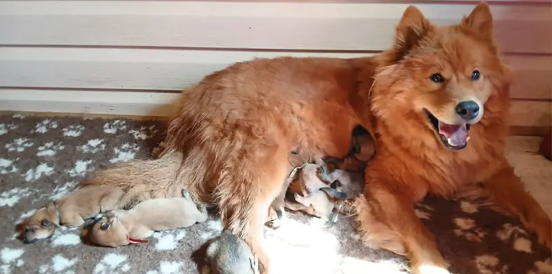 Portée de Eurasier, élevage Du Domaine de Felis Harmonie