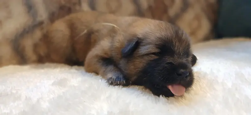 Portée de Eurasier, élevage Du Domaine de Felis Harmonie