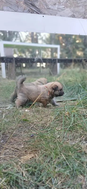 Portée de Eurasier, élevage Du Domaine de Felis Harmonie