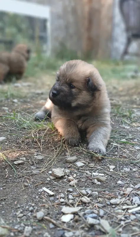 Portée de Eurasier, élevage Du Domaine de Felis Harmonie