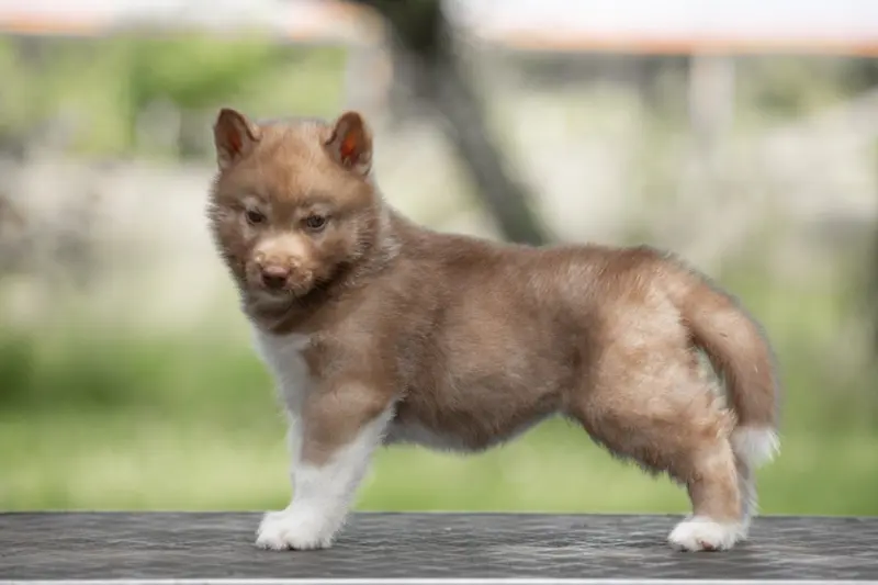 Mère de la portée de Husky sibérien, élevage Lupu di Castagniccia