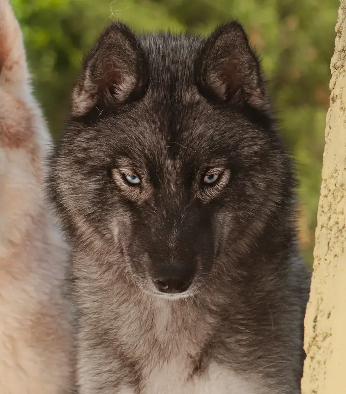 Mère de la portée de Husky sibérien, élevage Lupu di Castagniccia
