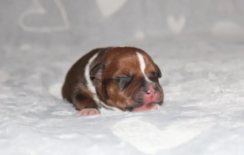 Chiot, Staffordshire bull terrier, élevage Quality Onde Perfect