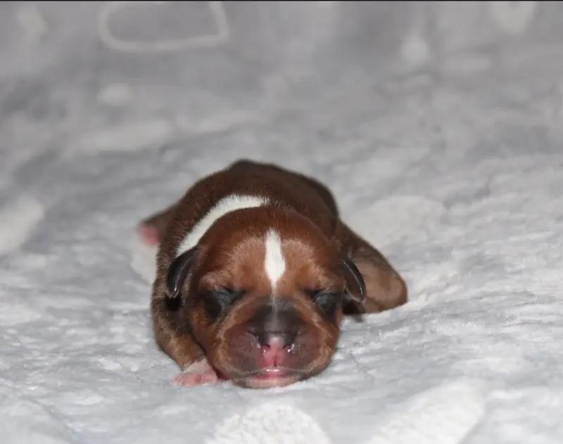 Portée de Staffordshire bull terrier, élevage Quality Onde Perfect