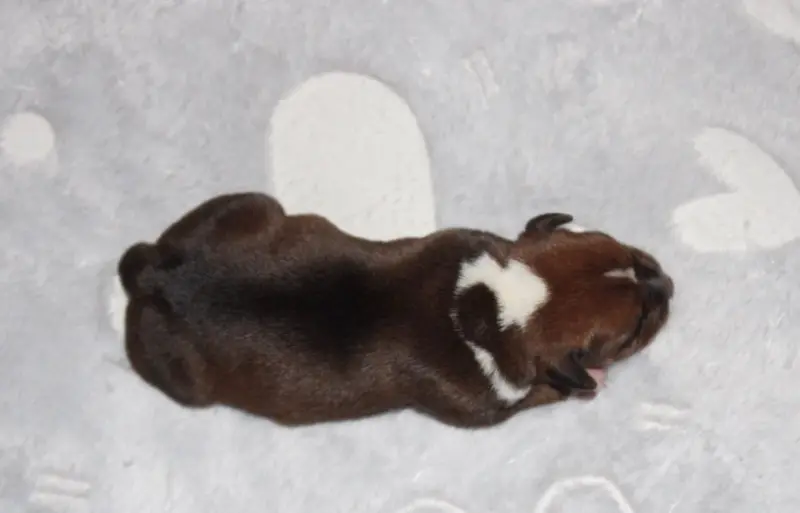 Portée de Staffordshire bull terrier, élevage Quality Onde Perfect
