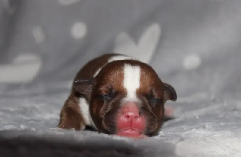 Portée de Staffordshire bull terrier, élevage Quality Onde Perfect