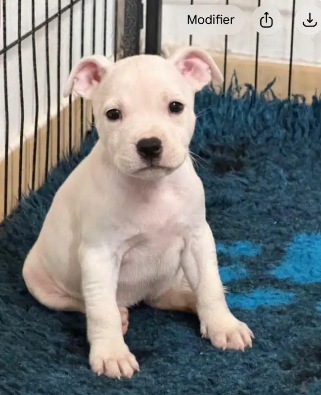 Chiot, Staffordshire bull terrier, élevage Quality Onde Perfect