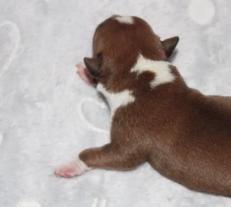 Portée de Staffordshire bull terrier, élevage Quality Onde Perfect