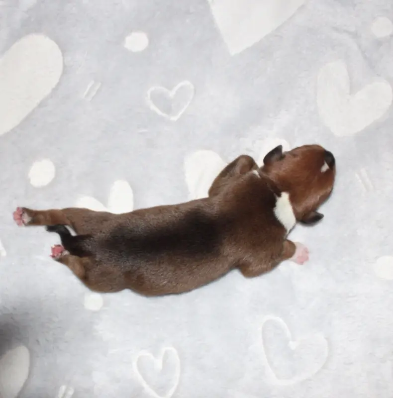 Portée de Staffordshire bull terrier, élevage Quality Onde Perfect