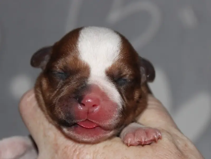 Portée de Staffordshire bull terrier, élevage Quality Onde Perfect