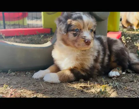 Baby boss, Berger australien, élevage De l'Epopee d'Amour de Menhir