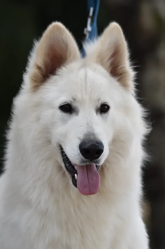 Père de la portée de Berger blanc suisse, élevage Des Traces de Loup