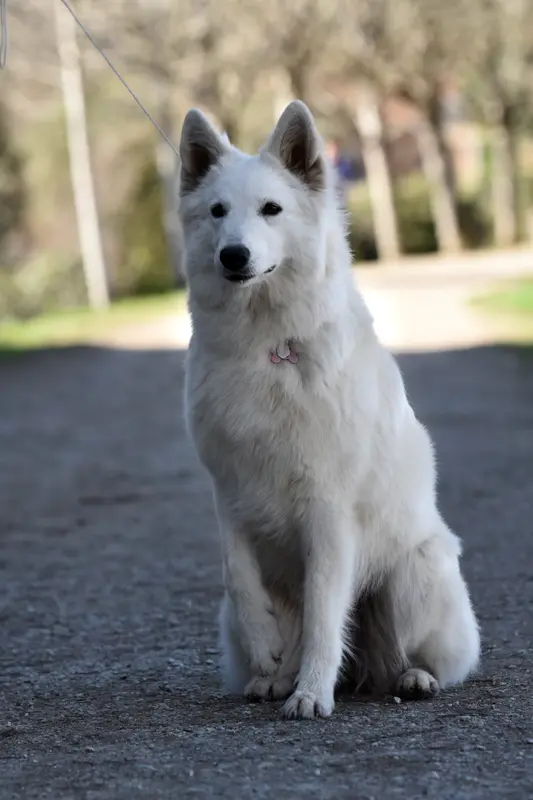 Photo de l'élevage Des Traces de Loup
