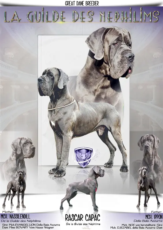 Père de la portée de Dogue allemand, élevage Des Terres de Phelyzia