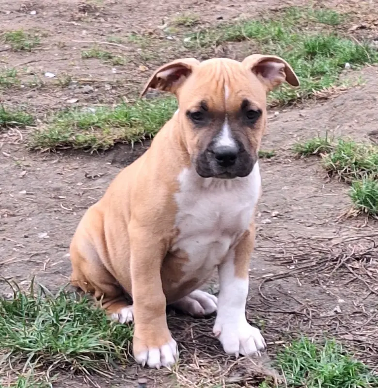 Bronx, American Staffordshire terrier, élevage De l'Empire Eternel